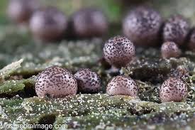 Attēlu rezultāti vaicājumam “Lycogala roseosporum”