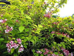 Attēlu rezultāti vaicājumam “Weigela praecox”