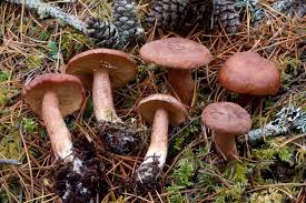 Attēlu rezultāti vaicājumam “Lactarius”