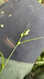 Attēlu rezultāti vaicājumam “Carex remota leaf”