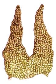 Attēlu rezultāti vaicājumam “Gymnocolea inflata”