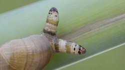 Attēlu rezultāti vaicājumam “Leucochloridium paradoxum larva”