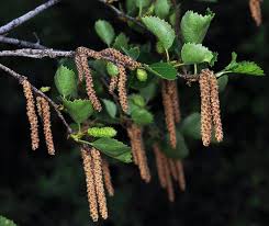 Attēlu rezultāti vaicājumam “Betula”