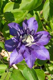 Image result for clematis multi blue