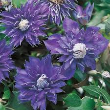 Image result for clematis multi blue