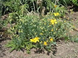 Image result for Johanniskraut