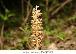 Attēlu rezultāti vaicājumam “Neottia nidus-avis fruit”