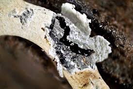 Attēlu rezultāti vaicājumam “Physarum bitectum”