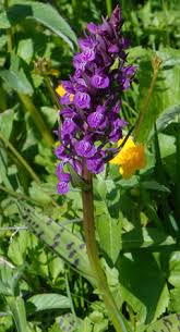 Attēlu rezultāti vaicājumam “Dactylorhiza majalis subsp. baltica leaf”