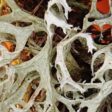 Attēlu rezultāti vaicājumam “Evernia prunastri”