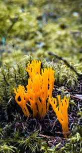 Attēlu rezultāti vaicājumam “Calocera viscosa”