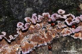 Attēlu rezultāti vaicājumam “Chondrostereum purpureum”