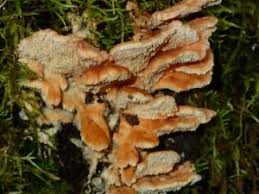 Attēlu rezultāti vaicājumam “Antrodiella”