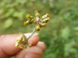 Attēlu rezultāti vaicājumam “Gnaphalium sylvaticum bud”