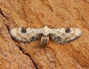 Attēlu rezultāti vaicājumam “Eupithecia centaureata”