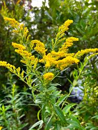 Attēlu rezultāti vaicājumam “Solidago canadensis flower”