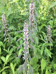 Attēlu rezultāti vaicājumam “Leonurus quinquelobatus”