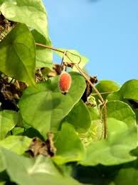 Attēlu rezultāti vaicājumam “Thladiantha dubia”