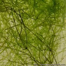 Attēlu rezultāti vaicājumam “Nitella flexilis”