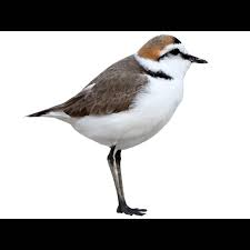 Attēlu rezultāti vaicājumam “Charadrius dubius adult”