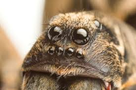 Attēlu rezultāti vaicājumam “Lycosidae”