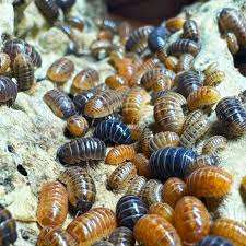 Attēlu rezultāti vaicājumam “Lycogala botrydium young”