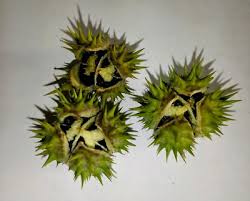 Attēlu rezultāti vaicājumam “Datura stramonium fruit”