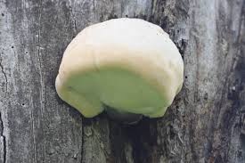 Attēlu rezultāti vaicājumam “Aurantiporus fissilis”