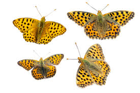 Attēlu rezultāti vaicājumam “Issoria lathonia”