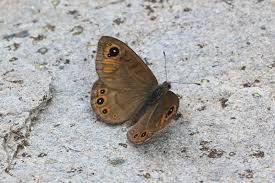 Attēlu rezultāti vaicājumam “Lasiommata petropolitana”