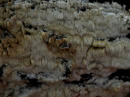 Attēlu rezultāti vaicājumam “Dentipellis fragilis”