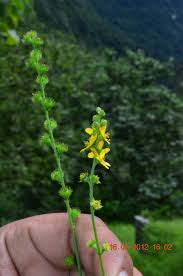 Attēlu rezultāti vaicājumam “Agrimonia pilosa flower”