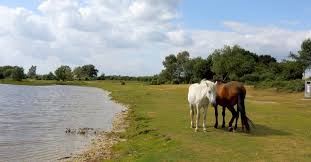 Image result for New Forest/Waterside