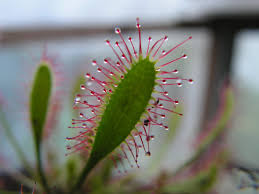 Attēlu rezultāti vaicājumam “Drosera anglica fruit”