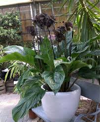 Image result for Tacca chantrieri