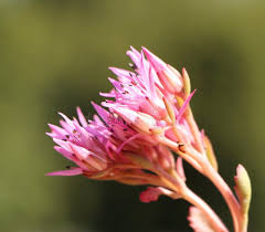 Attēlu rezultāti vaicājumam “Dendrophagus crenatus”