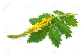 Attēlu rezultāti vaicājumam “Agrimonia eupatoria leaf”
