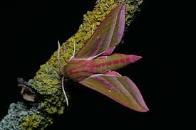 Attēlu rezultāti vaicājumam “Deilephila elpenor imago”