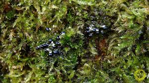 Attēlu rezultāti vaicājumam “Colloderma robustum macro”