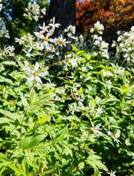 Attēlu rezultāti vaicājumam “Gillenia trifoliata flower”