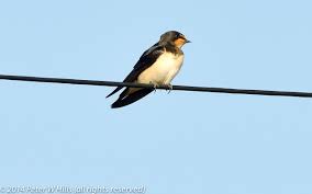 Attēlu rezultāti vaicājumam “Hirundo rustica adult”