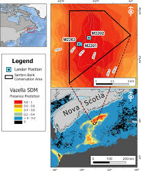 Image result for Vazella pourtalesii