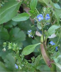 Attēlu rezultāti vaicājumam “Veronica beccabunga flower”