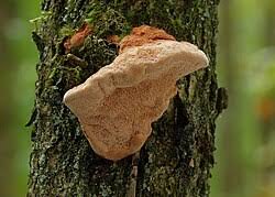 Attēlu rezultāti vaicājumam “Hapalopilus croceus”