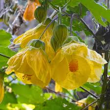 Attēlu rezultāti vaicājumam “Thuja occidentalis flower”