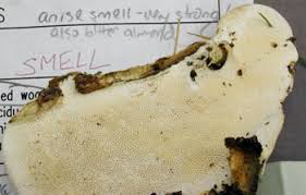 Attēlu rezultāti vaicājumam “Trametes suaveolens”