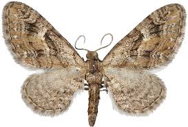 Attēlu rezultāti vaicājumam “Eupithecia pusillata”