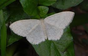 Attēlu rezultāti vaicājumam “Scopula floslactata”