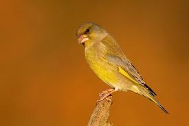 Attēlu rezultāti vaicājumam “Chloris chloris male”