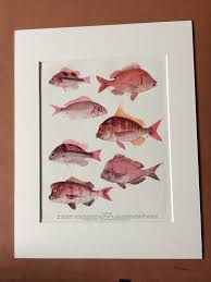 Image result for Chrysoblephus cristiceps